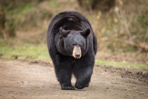 One Hour Carnivore Up Close Encounter for Two with Admission to Woburn Safari Park Image 5