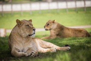 Meet and Feed the Big Cats for Up to Four at Woburn Safari Park Image 1