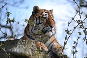 One Hour Carnivore Up Close Encounter for Two with Admission to Woburn Safari Park Image 4