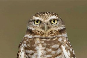 Burrowing Owl Encounter for Two People at Millets Wildside Image 2