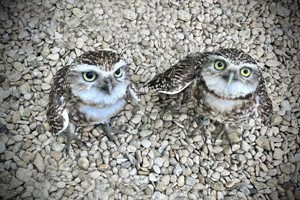 Burrowing Owl Encounter for Two People at Millets Wildside Image 3