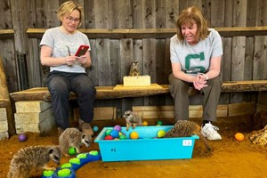 Private Meerkat Encounter for Two People at Millets Wildside Image 2