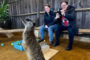 Private Meerkat Encounter for Two People at Millets Wildside Image 1