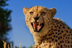 Big Cat Encounter at The Big Cat Sanctuary – Weekdays Image 4