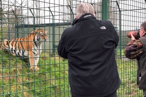 Ranger for a Day at The Big Cat Sanctuary – Weekdays Image 5