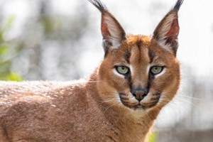 Big Cat Encounter at The Big Cat Sanctuary – Weekdays Image 4