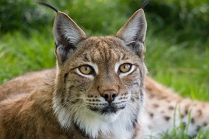 Ranger for a Day at The Big Cat Sanctuary – Weekends Image 4