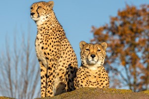 Big Cat Encounter at The Big Cat Sanctuary – Weekends  Image 2