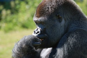 Keeper for the Day at Port Lympne Reserve for Two Image 2