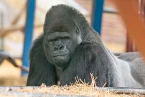 Keeper for the Day at Port Lympne Reserve for Two Image 3