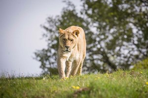 Meet and Feed the Big Cats for Up to Four at Woburn Safari Park Image 4