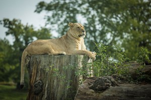 Meet and Feed the Big Cats for Up to Four at Woburn Safari Park Image 3