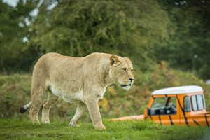 Meet and Feed the Big Cats for Up to Four at Woburn Safari Park Image 2