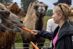 30 Minute Camel Encounter for Two at Woburn Safari Park Image 3