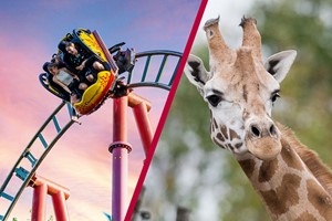 VIP Giraffe Safari and Entry to Chessington World of Adventures for Two picture