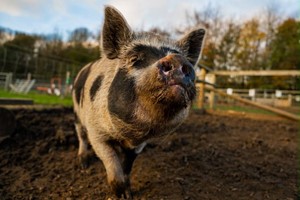 Piggy Pet and Play for One Child at Kew Little Pigs picture