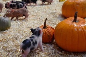 Piggy Pet & Play for a Family of Four at Kew Little Pigs Farm picture