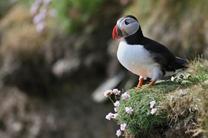 Puffin & Seabird Full Day Tour for One picture