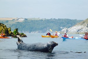 Full Day Guided Sea Kayaking for One at Sea Kayak Devon picture
