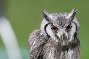 Birds of Prey Experience in the West Midlands Image 1