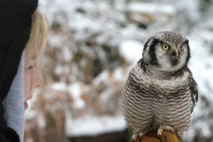 Birds of Prey Experience in the West Midlands Image 2