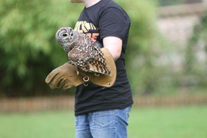 Birds of Prey Experience in the West Midlands Image 4