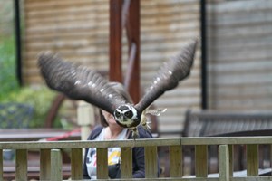 Birds of Prey Experience in the West Midlands Image 5