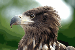 Ultimate Eagle Encounter Image 1