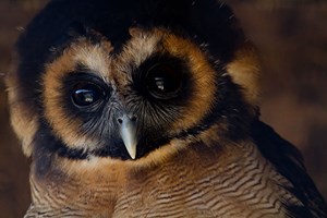 Owl Encounter For Two People At Millets Farm Falconry Centre Oxfordshire