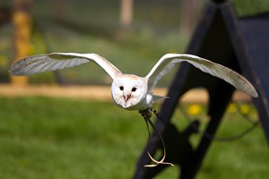 Owl Encounter for Two People at Millets Farm Falconry Centre, Oxfordshire Image 2