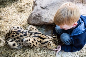 2 for 1 Carnivore Combo Experience for Two at Hoo Zoo & Dinosaur World Image 3