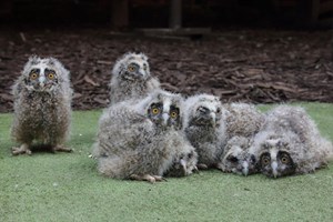 Entry to the Scottish Owl Centre for Two Adults and Two Children Image 4