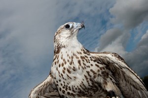 Full Day Falconry Experience for One in Gloucestershire Image 3