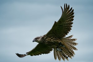 Full Day Falconry Experience for One in Gloucestershire Image 1