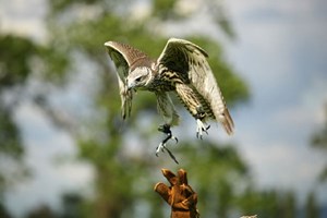 An Afternoon Falconry Experience for One in Gloucestershire Image 3