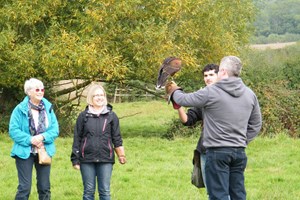 Half Day Falconry Experience At The Falconry School