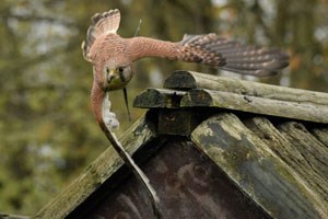 Birds of Prey Flying Experience and Family Entry to Hawksflight Falconry Image 3