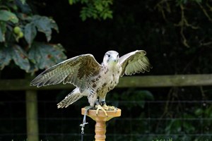 Birds of Prey Flying Experience and Family Entry to Hawksflight Falconry picture