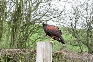 2 for 1 Hawk Walk for Two at Hawksflight Falconry Image 3