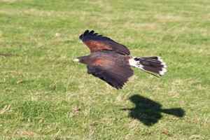 2 for 1 Hawk Walk for Two at Hawksflight Falconry Image 5