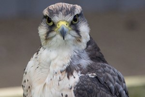 Entry to York Birds of Prey Centre for Two Adults and Two Children picture