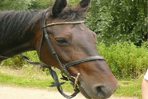 Horse Riding Experience day at Goulds Green Equestrian Activities Image 2