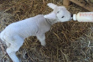 Entry for Two Adults and Two Children to South Angle Farm picture