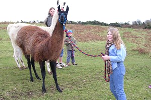 Click to view details and reviews for Meet And Greet Llama Experience For Two.