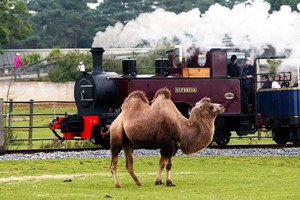 Entry to Whipsnade Zoo for One Child Image 1