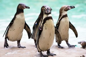 Entry to London Zoo for One Adult and One Child Image 2