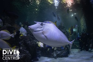 Diving with Sharks Experience at Skegness Aquarium – Midweek Offer Image 4