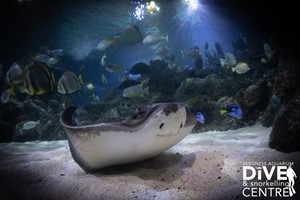 Diving with Sharks Experience at Skegness Aquarium Image 5