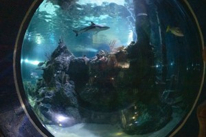 Diving with Sharks Experience for Two at Skegness Aquarium Image 5