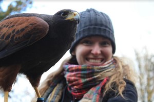 Three Hour Birds of Prey Experience for Two at Hawksflight Falconry Image 1
